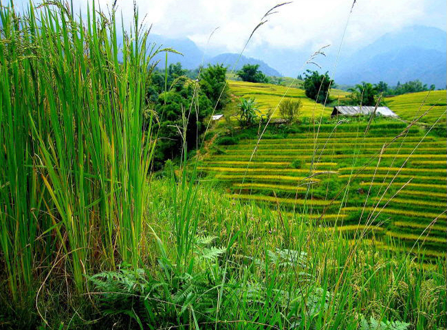 © Martina Miethig, Vietnam, Sapa, Reisfeld